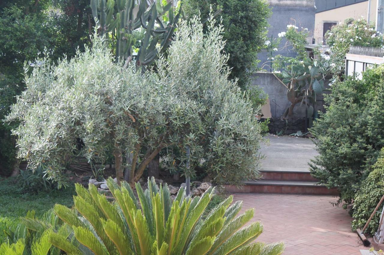 Bouganville Catane